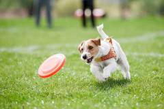 Jack Russell Terrier running on the grass after orange plastic disc