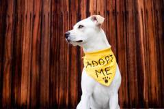 White pitbull mix with "adopt me" bandana in front of wood background