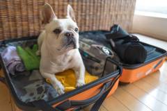 Oh adorable !  He sits on my packed clothes in suitcase and stays there. I wish I could travel with him wherever I go. Don't show me sad face buddy.....