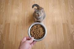 Male hand with dry food. The cat is waiting to be fed. Top view.